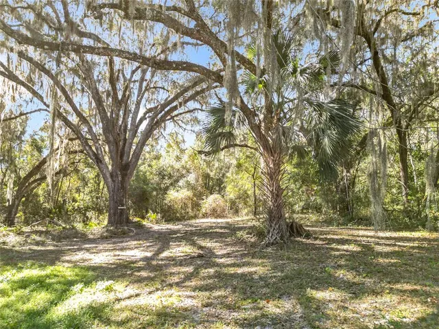 a view of dirt yard with a large tree