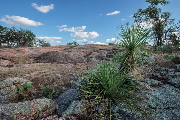 a view of a yard with lots of bushes