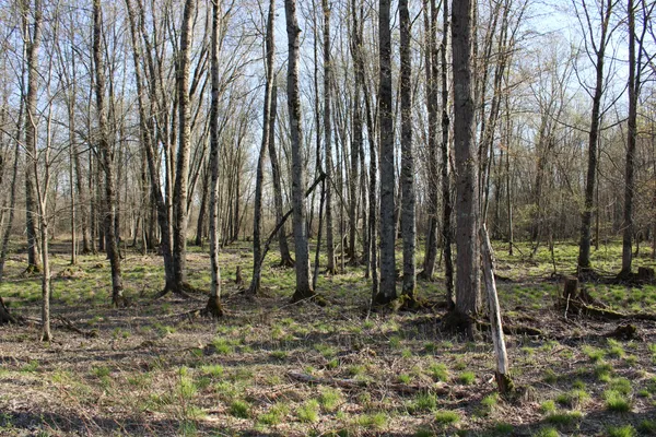 $315,000 | 6095 East M 20, Hesperia, MI 49421