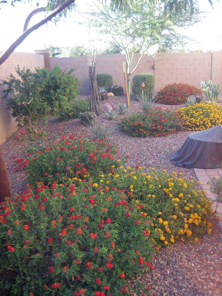 3247 East Tyson Street Gilbert, AZ 85295 - Photo 34 of 34 a view of a garden with flowers