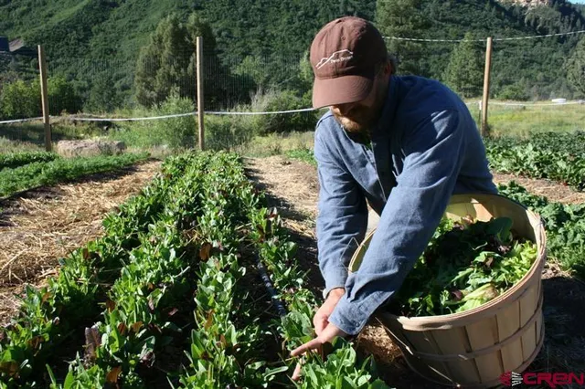 a view of a park with trees