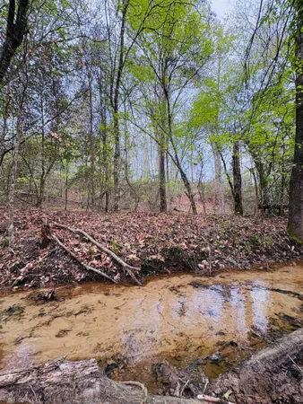 a view of a yard with large trees