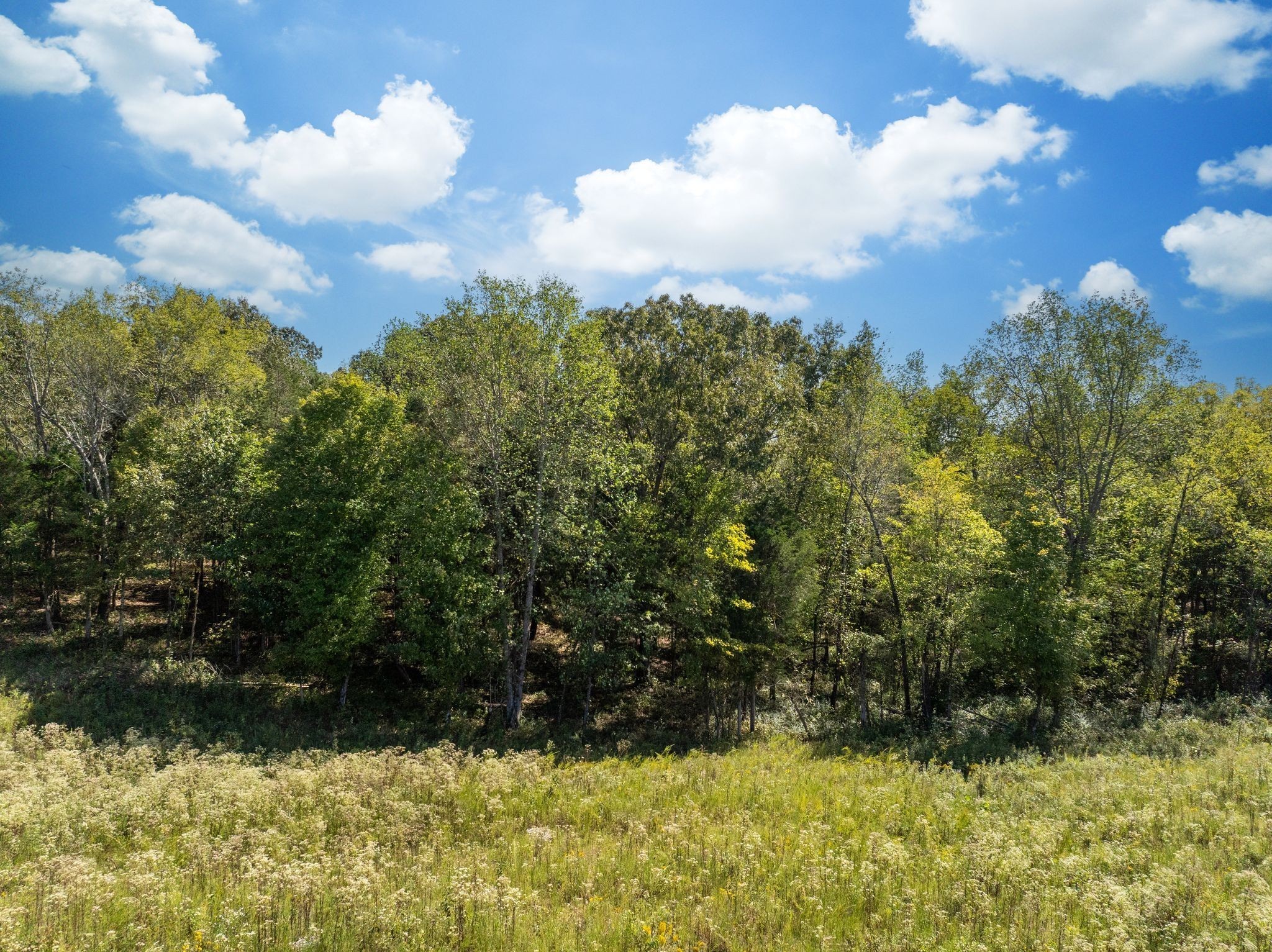 0 Old County House Road Charlotte, TN 37036 - Photo 13 of 20 a view of a yard with yellow lighting