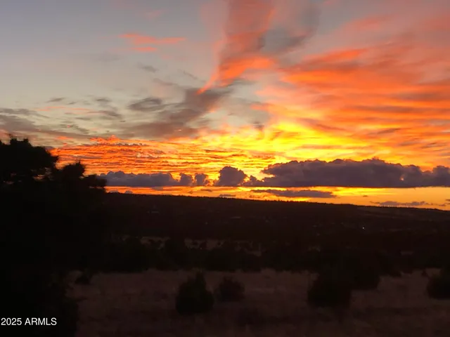 a view of a tree in a yard
