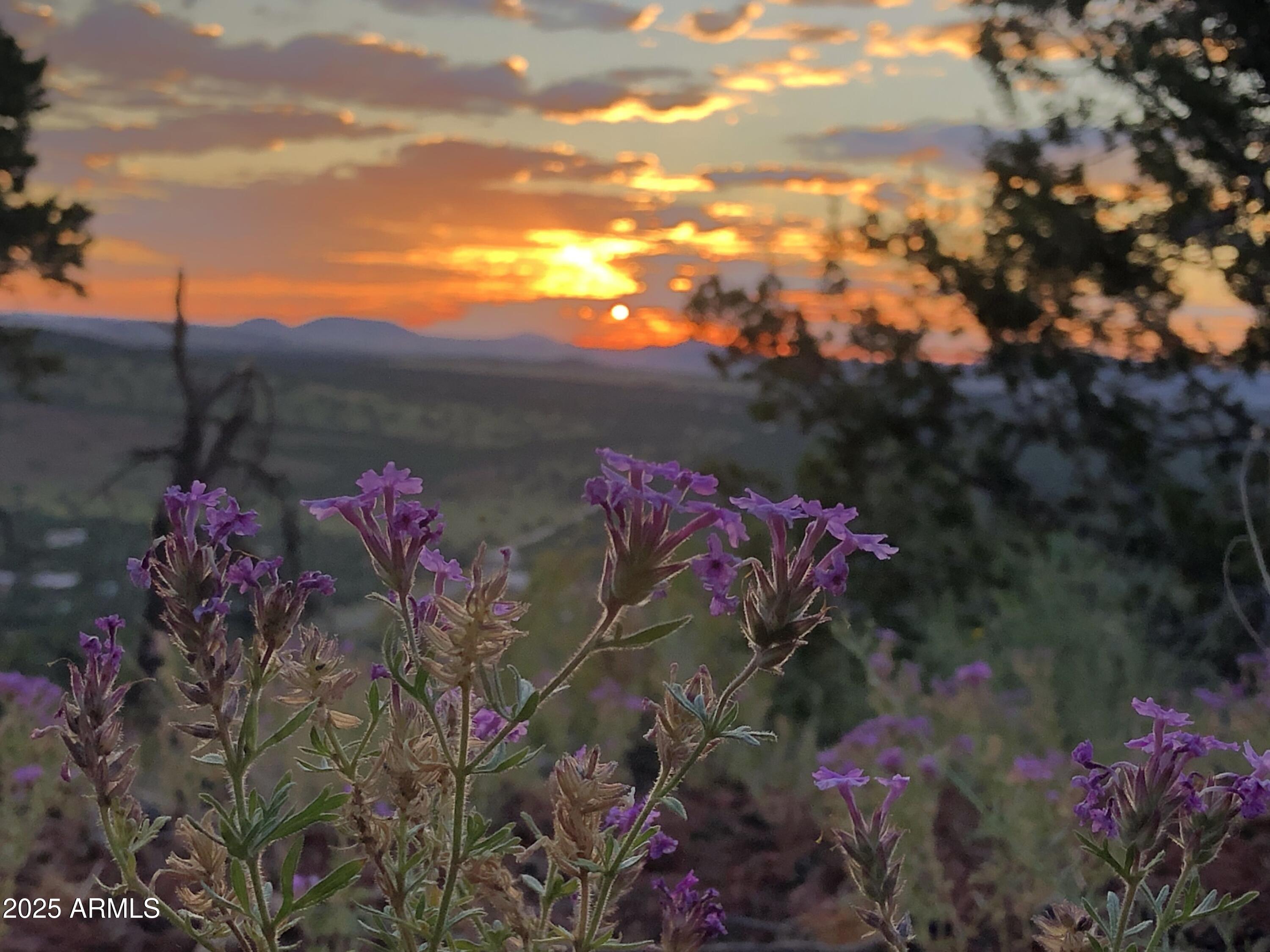 80 N3313 Show Low, AZ 85901 - Photo 50 of 50 a view of a flower