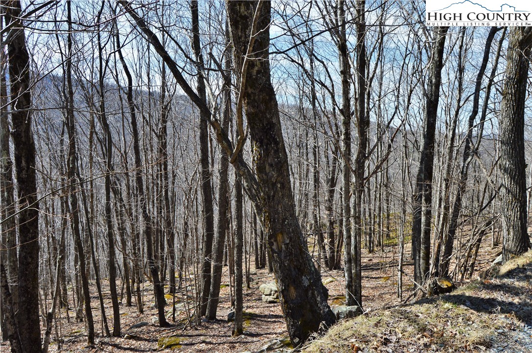 137 Lower Grouse Ridge Road Beech Mountain, NC 28604 - Photo 3 of 11 Gallery Image 3
