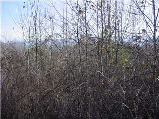 0 Mountain View Road, Unit 7 Whitwell, TN 37397 - Photo 1 of 1 Primary Photo