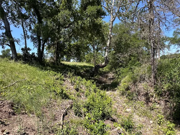 a view of a garden with a tree