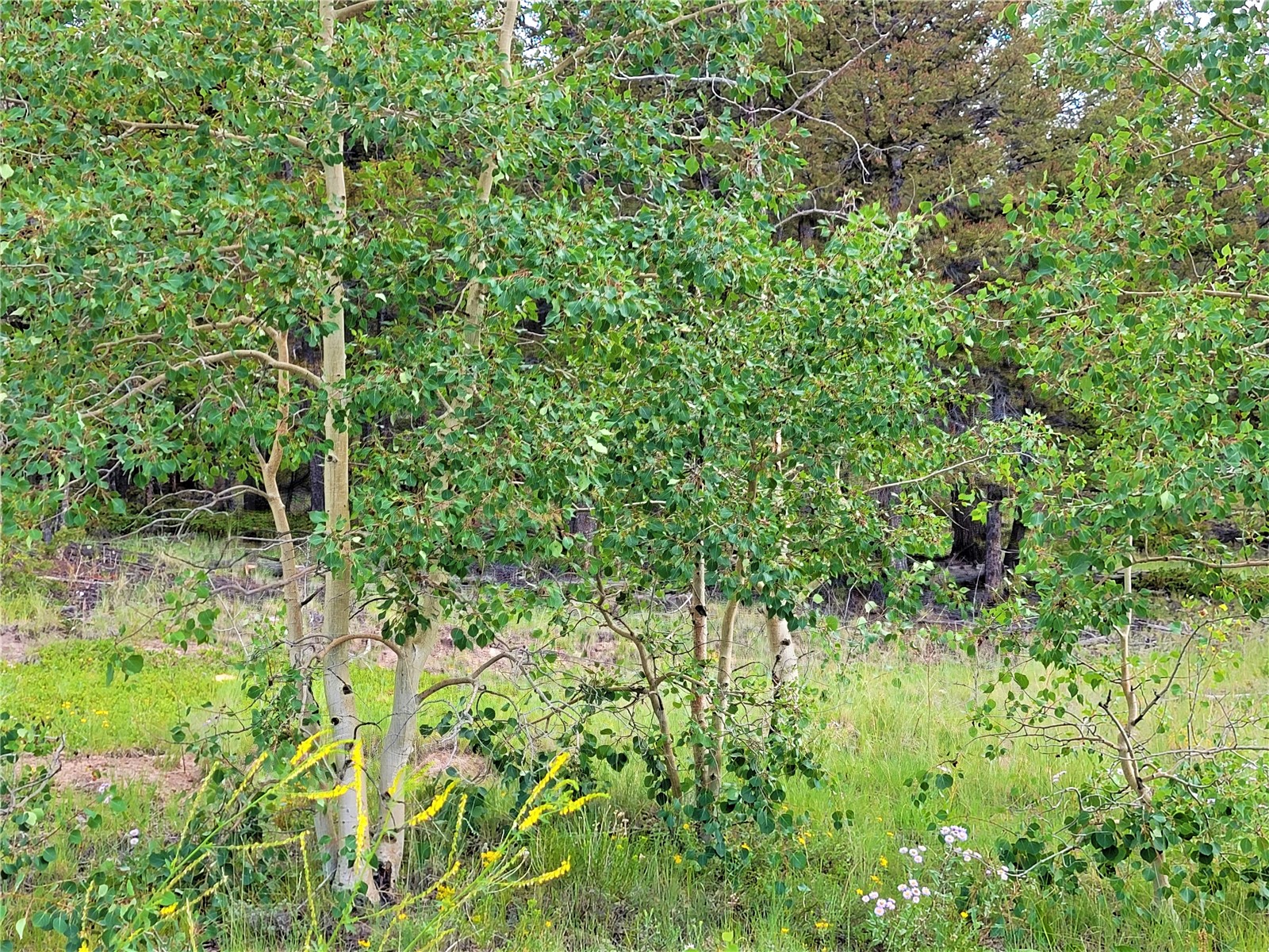 2931 Redhill Road Fairplay, CO 80440 - Photo 27 of 31 Gallery Image 27
