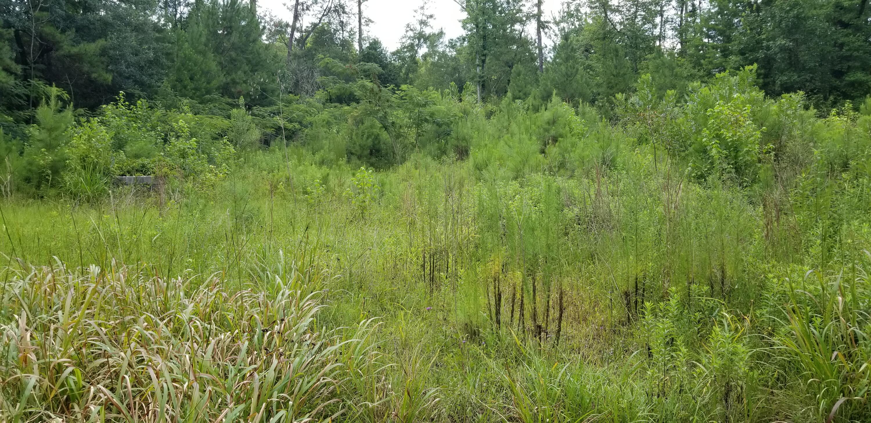 4942 Jacksonboro Road Round O, SC 29474 - Photo 4 of 10 20250703_120507