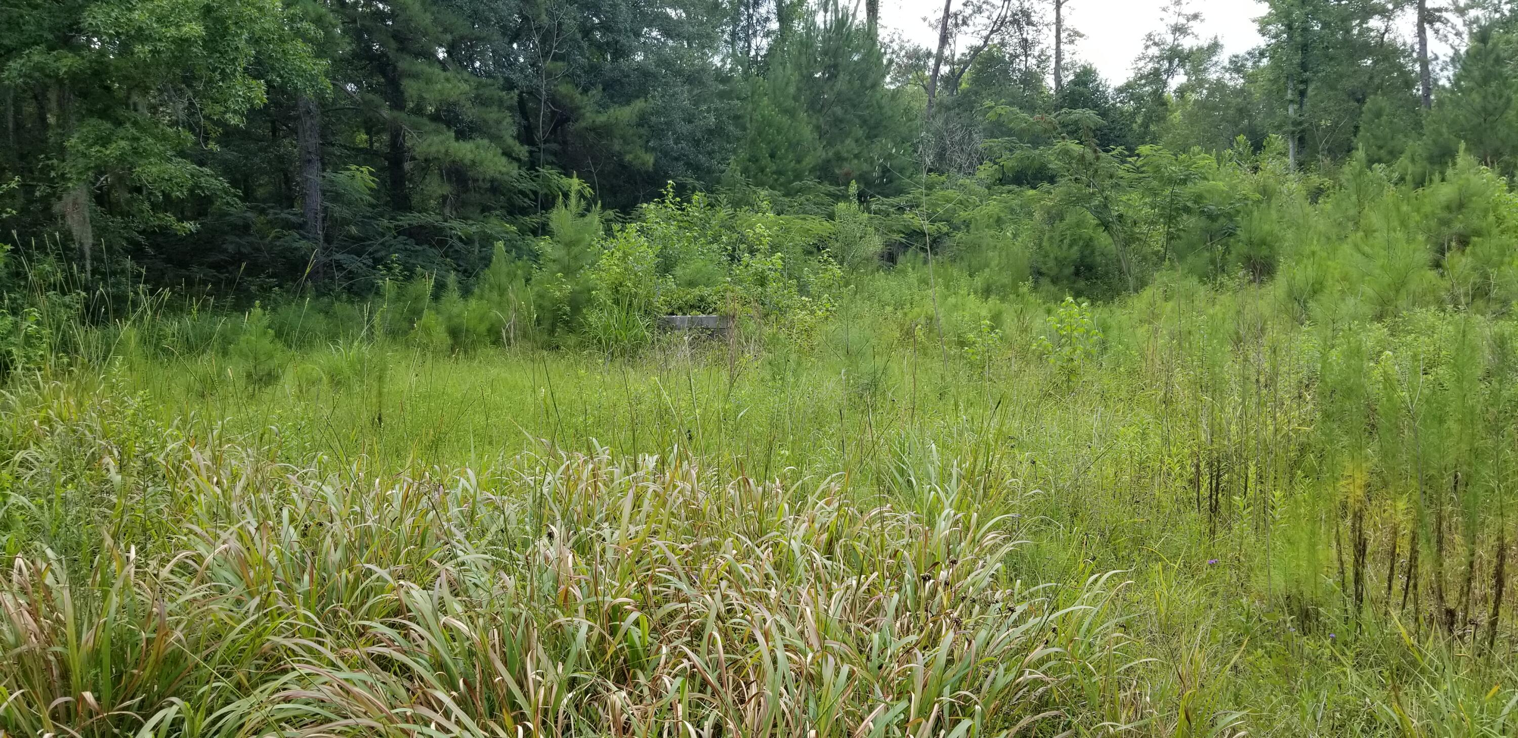 4942 Jacksonboro Road Round O, SC 29474 - Photo 5 of 10 20250703_120509