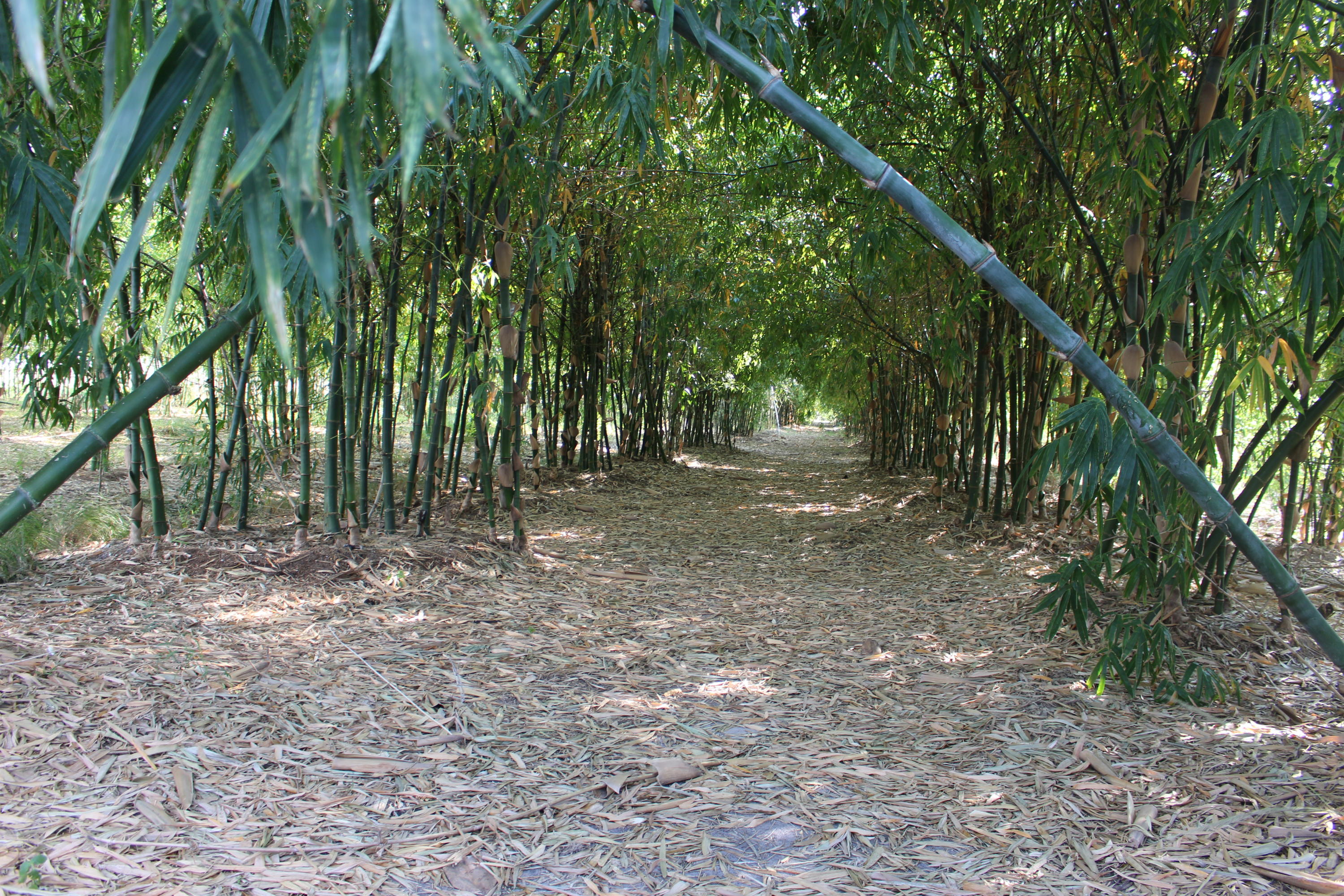 20000 Southwest Farm Road Indiantown, FL 34956 - Photo 1 of 36 Bamboo