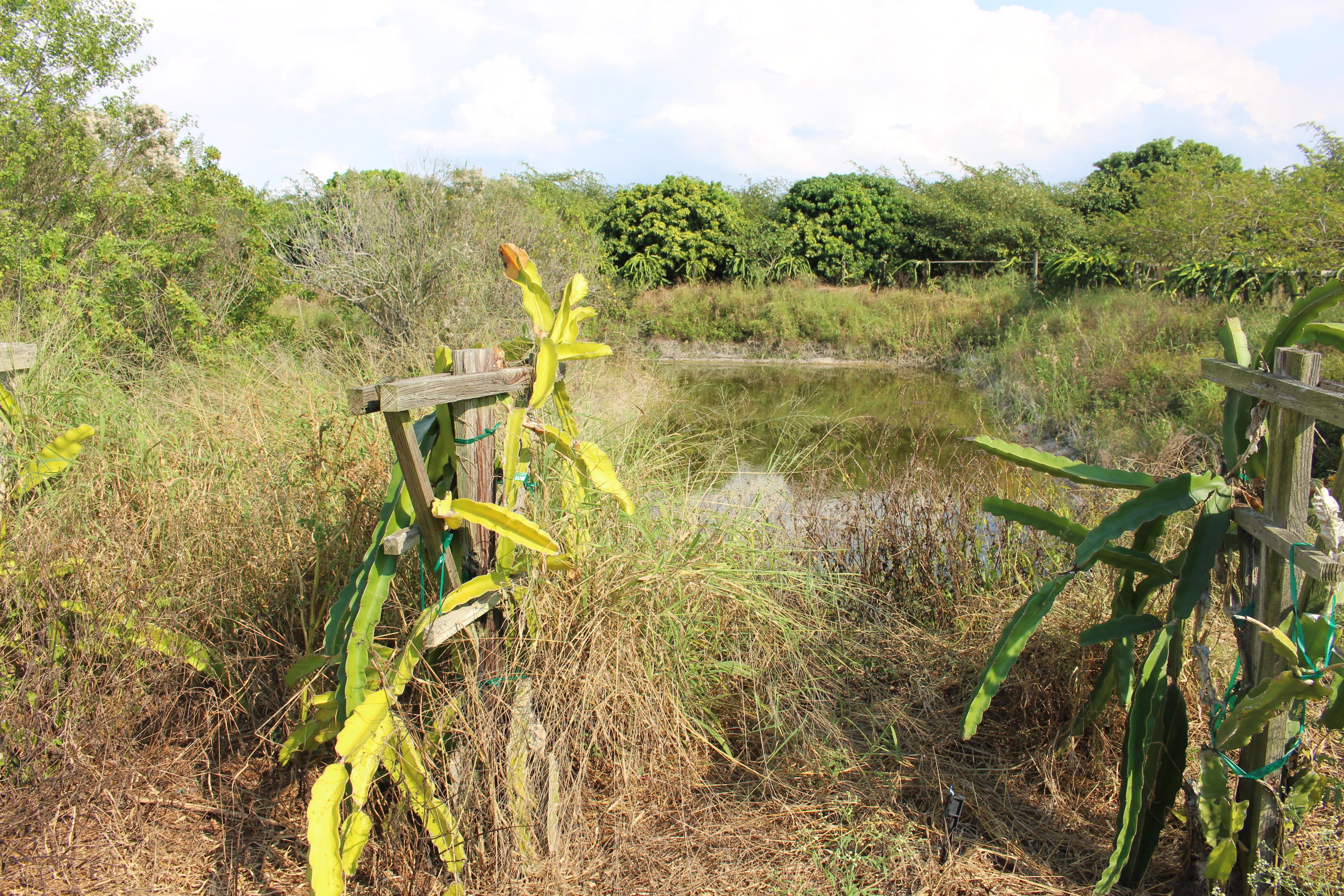 20000 Southwest Farm Road Indiantown, FL 34956 - Photo 12 of 36 Land and pond