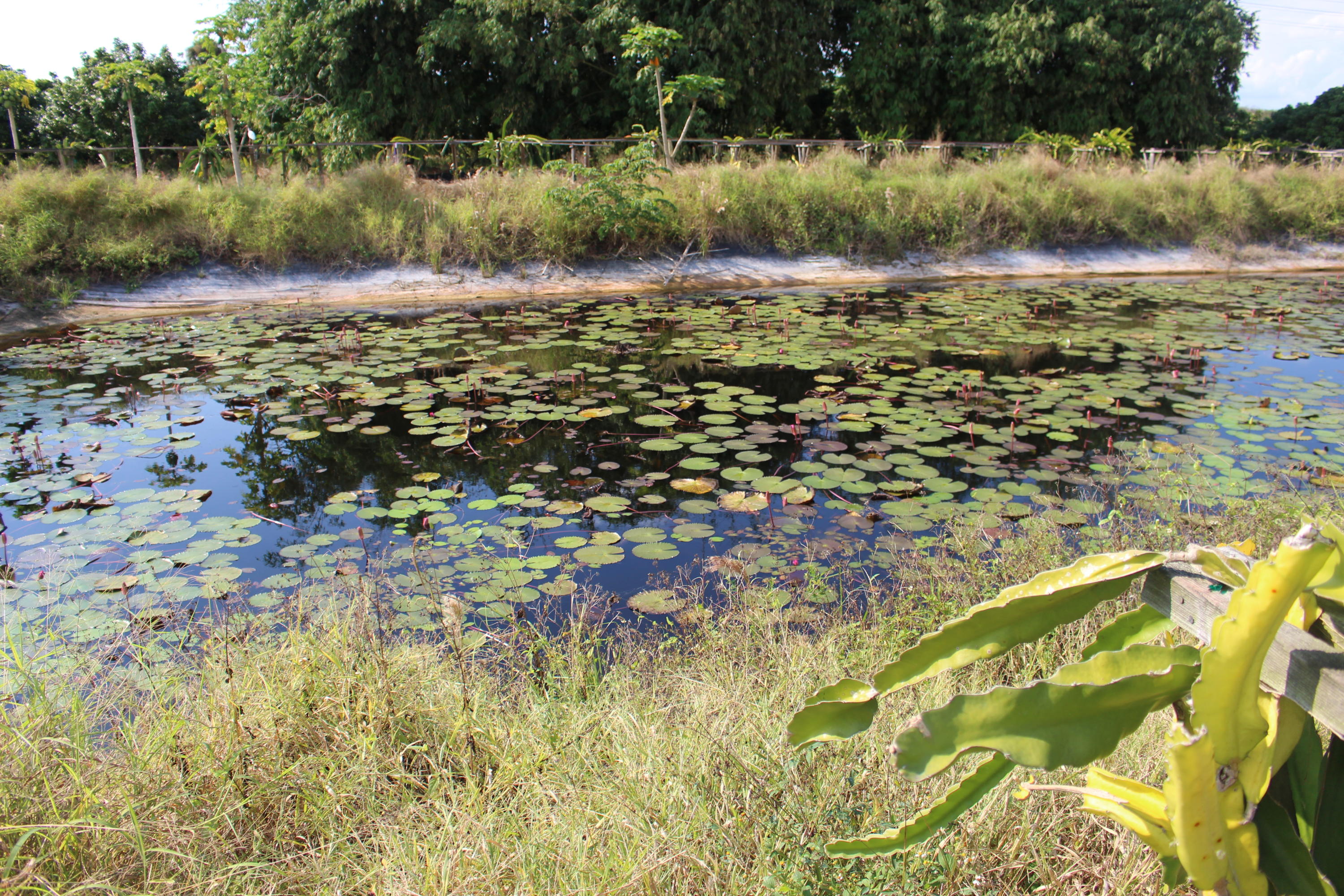 20000 Southwest Farm Road Indiantown, FL 34956 - Photo 13 of 36 pond