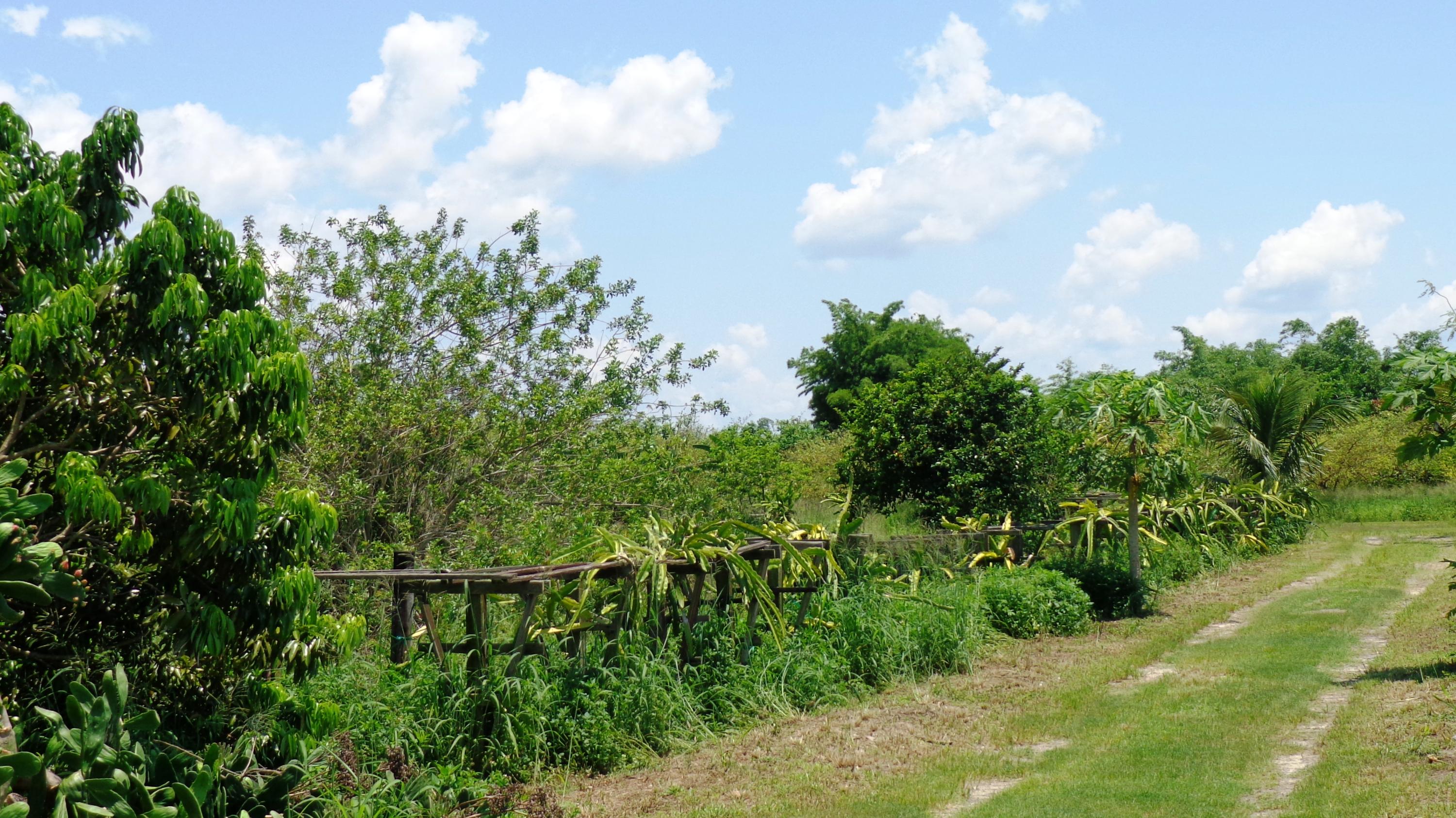 20000 Southwest Farm Road Indiantown, FL 34956 - Photo 16 of 36 Plants