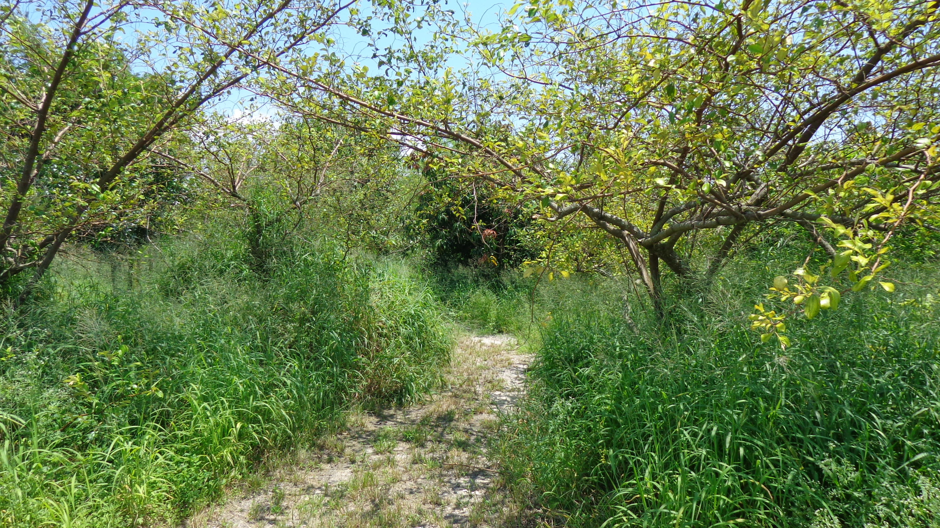 20000 Southwest Farm Road Indiantown, FL 34956 - Photo 17 of 36 land