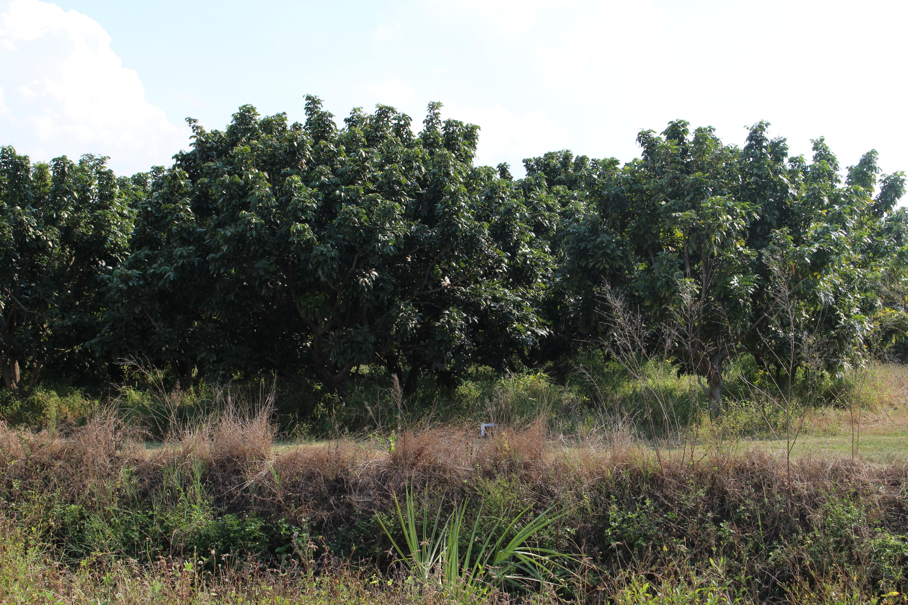 20000 Southwest Farm Road Indiantown, FL 34956 - Photo 25 of 36 IMG_2301