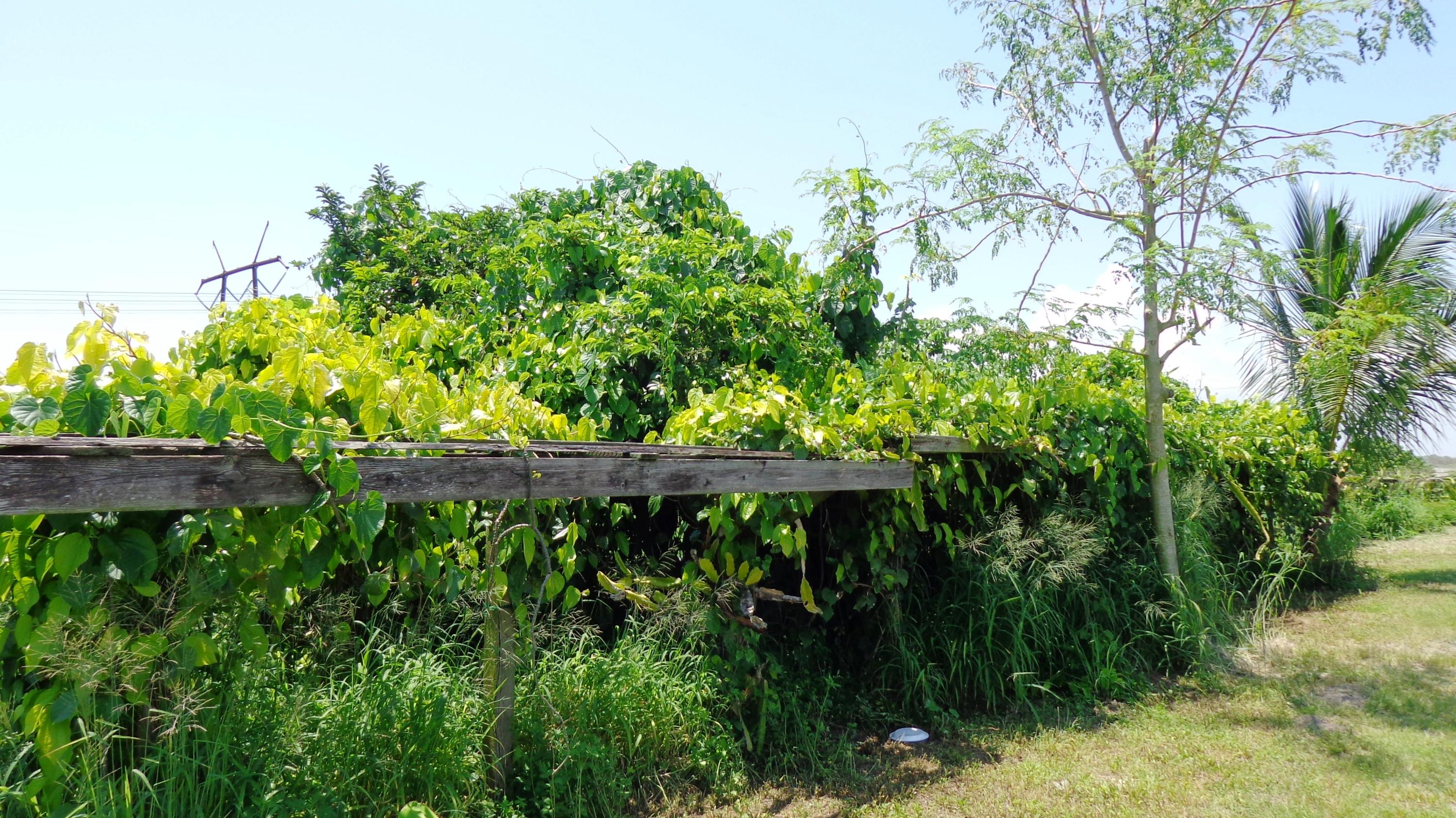 20000 Southwest Farm Road Indiantown, FL 34956 - Photo 6 of 36 Plants