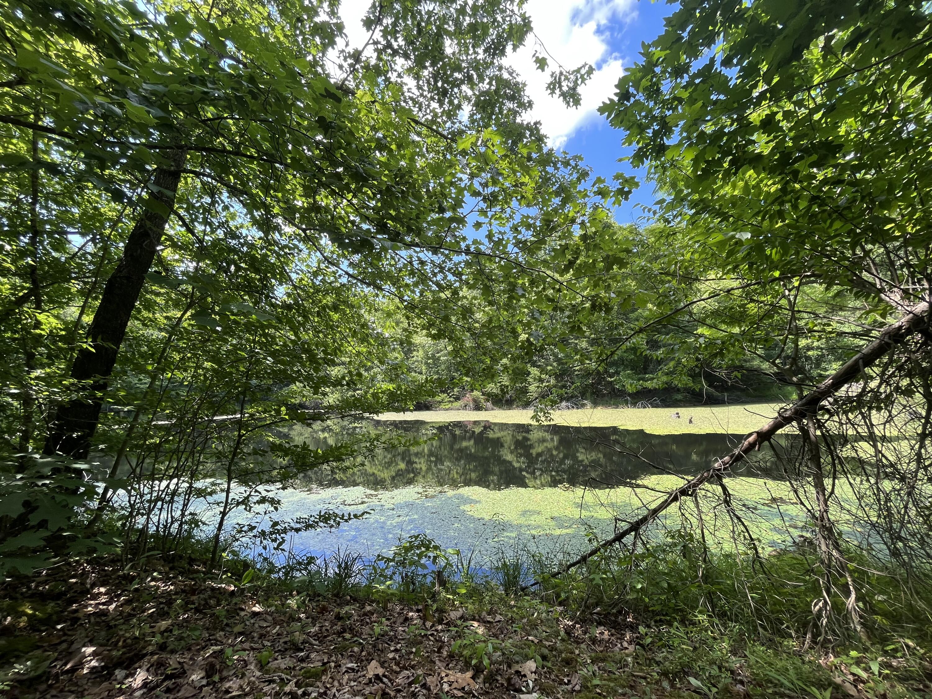 650 Ditney Ridge Road Morehead, KY 40351 - Photo 34 of 37 Lake Across
