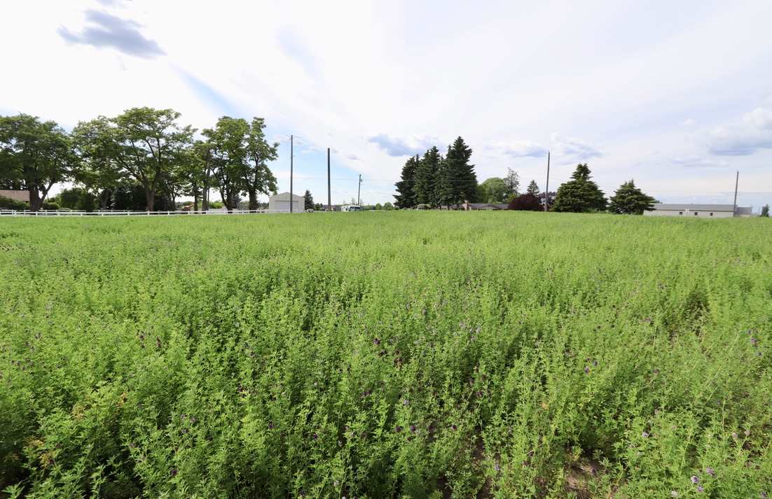 6205 South Waneta Approx Road Spokane, WA 99223 - Photo 11 of 16