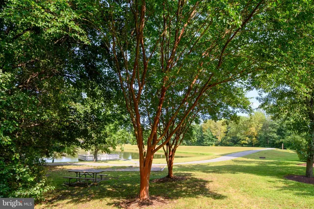 a view of a yard with a tree