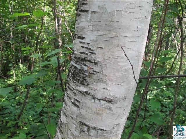 2-xx Mink Ranch Road Lutsen, MN 55612 - Photo 9 of 30