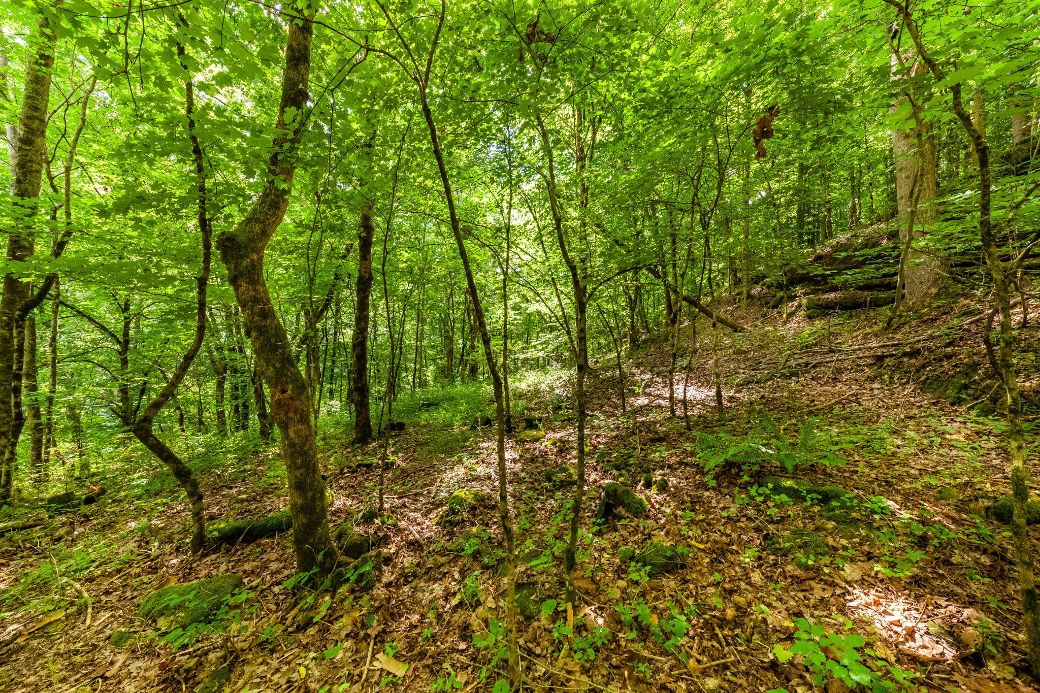 0 Hickman Springs Road Centerville, TN 37033 - Photo 7 of 28 Gallery Image 7