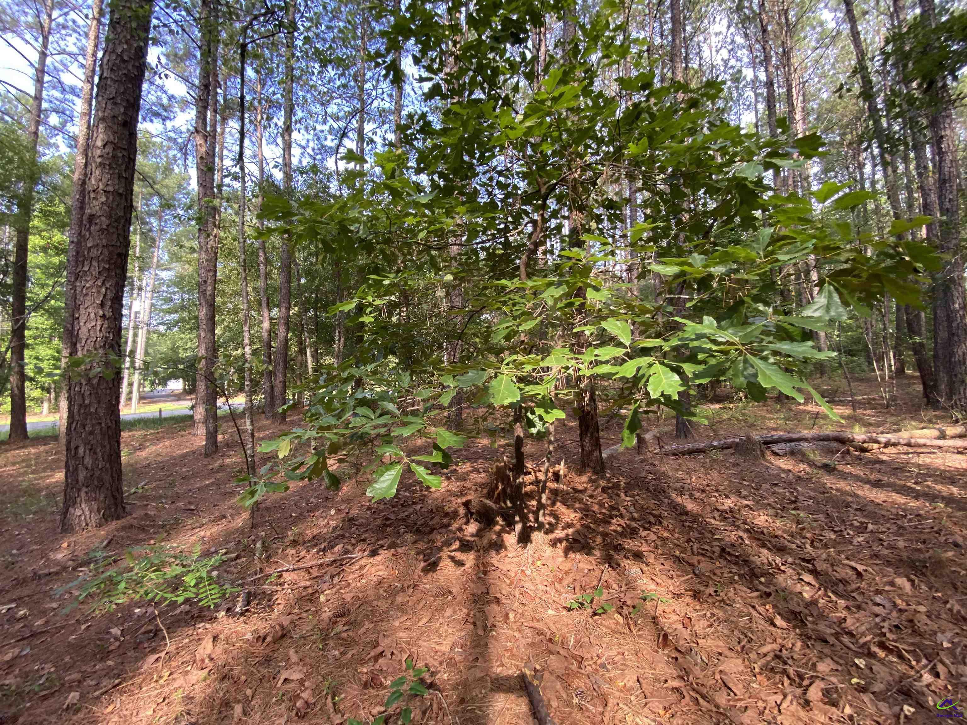 Lot 9 Cherokee Trail Road Eastman, GA 31023 - Photo 12 of 18