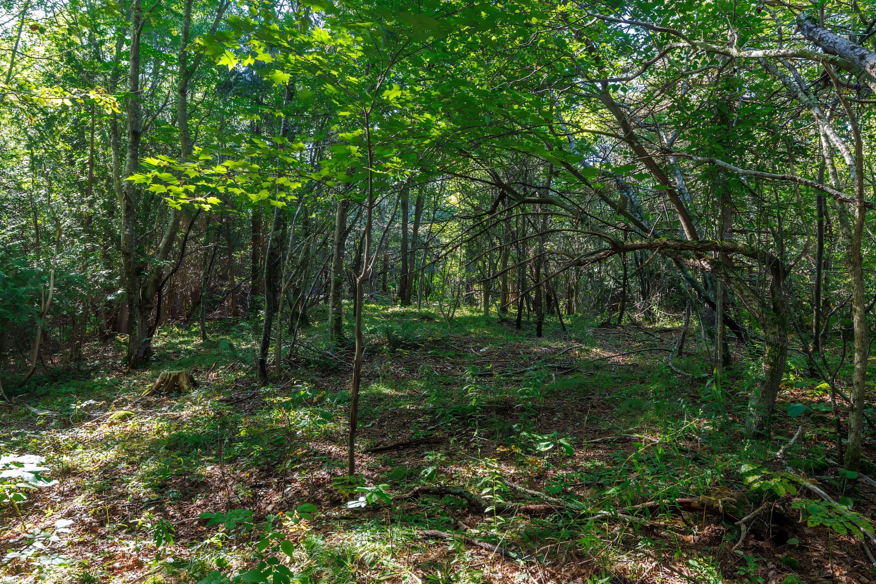 Lot 12 Straight Bay Road Lubec, ME 04652 - Photo 10 of 42 9- Lot 12-B Straight Bay Road HiRes-DTP