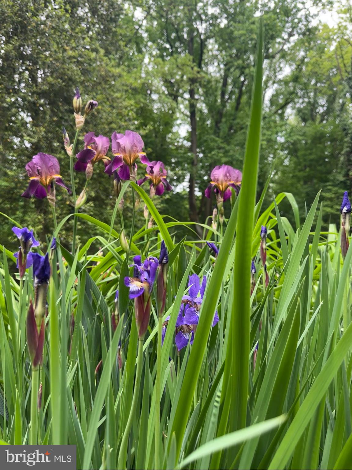 238 Fox Road Media, PA 19063 - Photo 68 of 74 a view of a flower in a garden