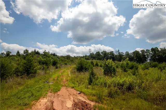 a view of a bunch of trees and a lot of trees