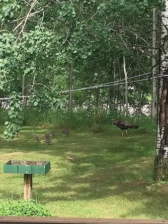 $499,900 | 66605 Norway Spruce Road, Finlayson, MN 55735