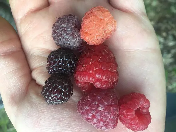 $499,900 | 66605 Norway Spruce Road, Finlayson, MN 55735