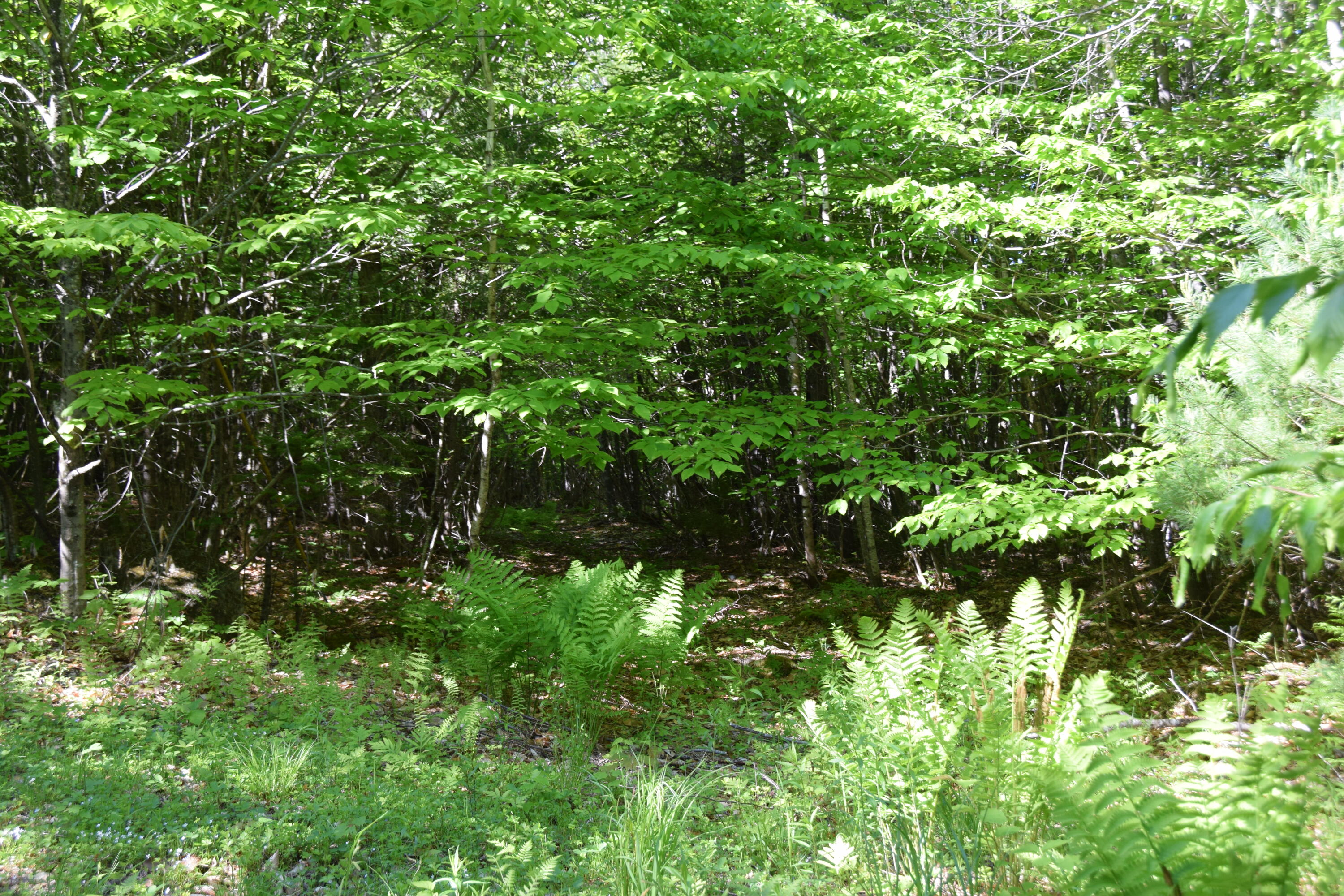 M10-l6-1 Hancock Pond Road New Portland, ME 04961 - Photo 15 of 30 DSC_0013