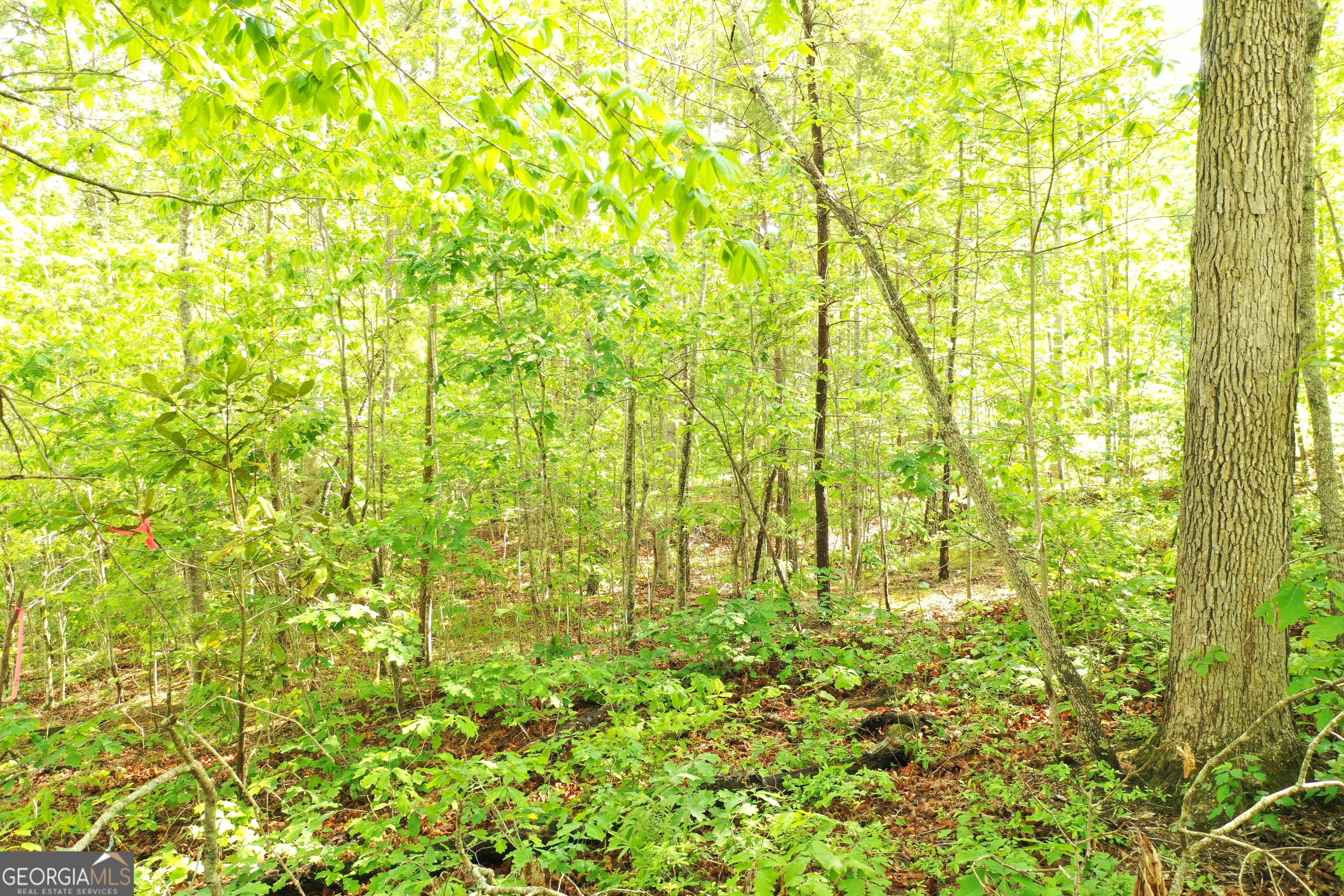 20 Eden Woods Road Clarkesville, GA 30523 - Photo 4 of 9