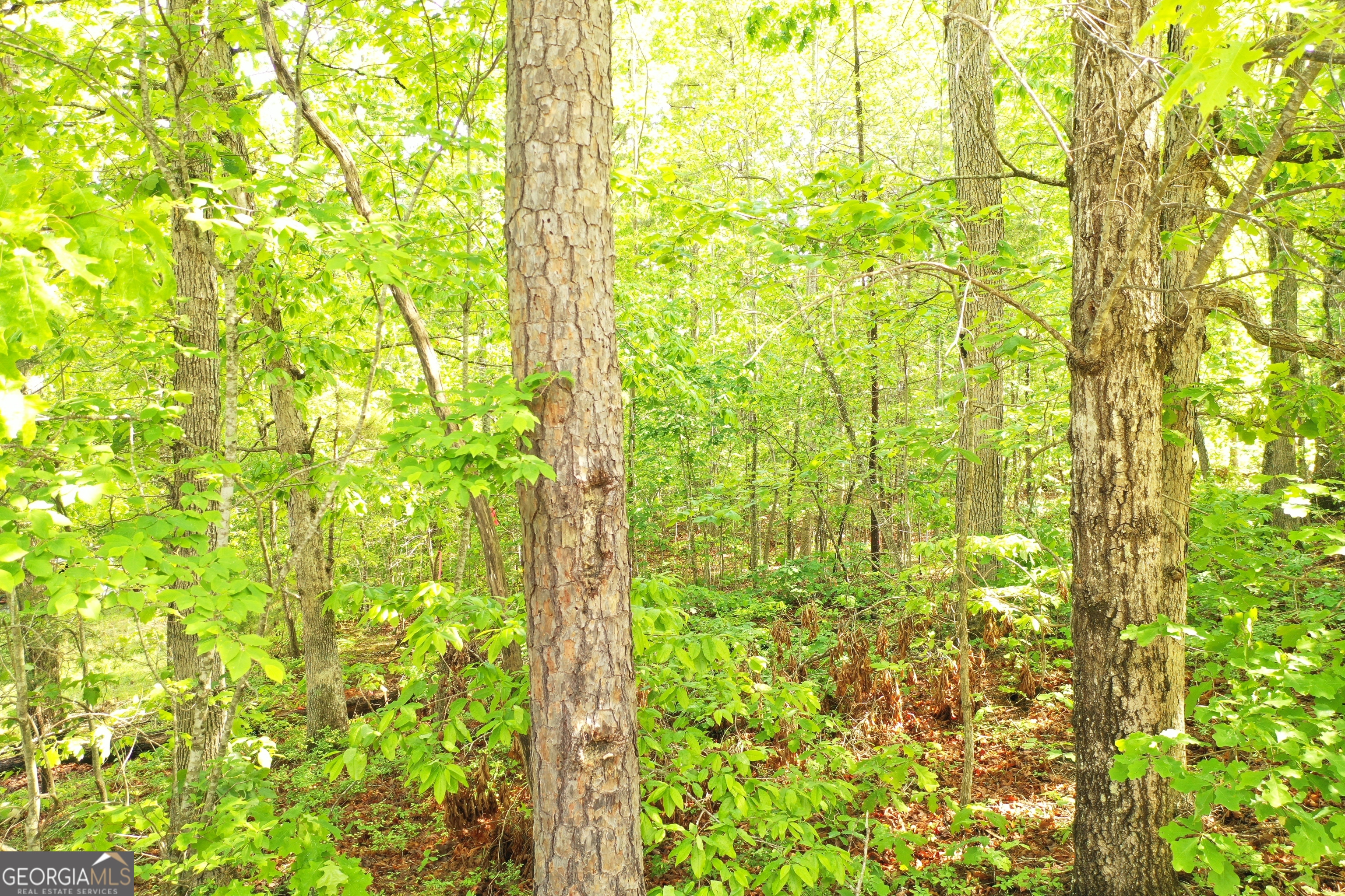 20 Eden Woods Road Clarkesville, GA 30523 - Photo 5 of 9