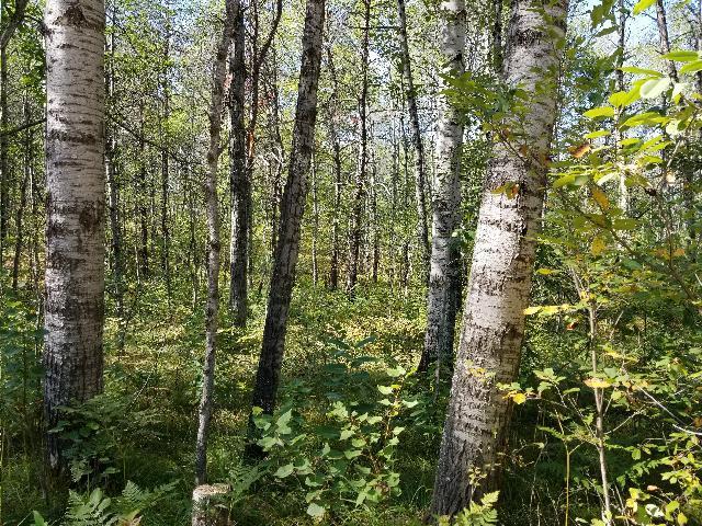 Saddleback Lake Road Comins, MI 48619 - Photo 1 of 4 Gallery Image 1