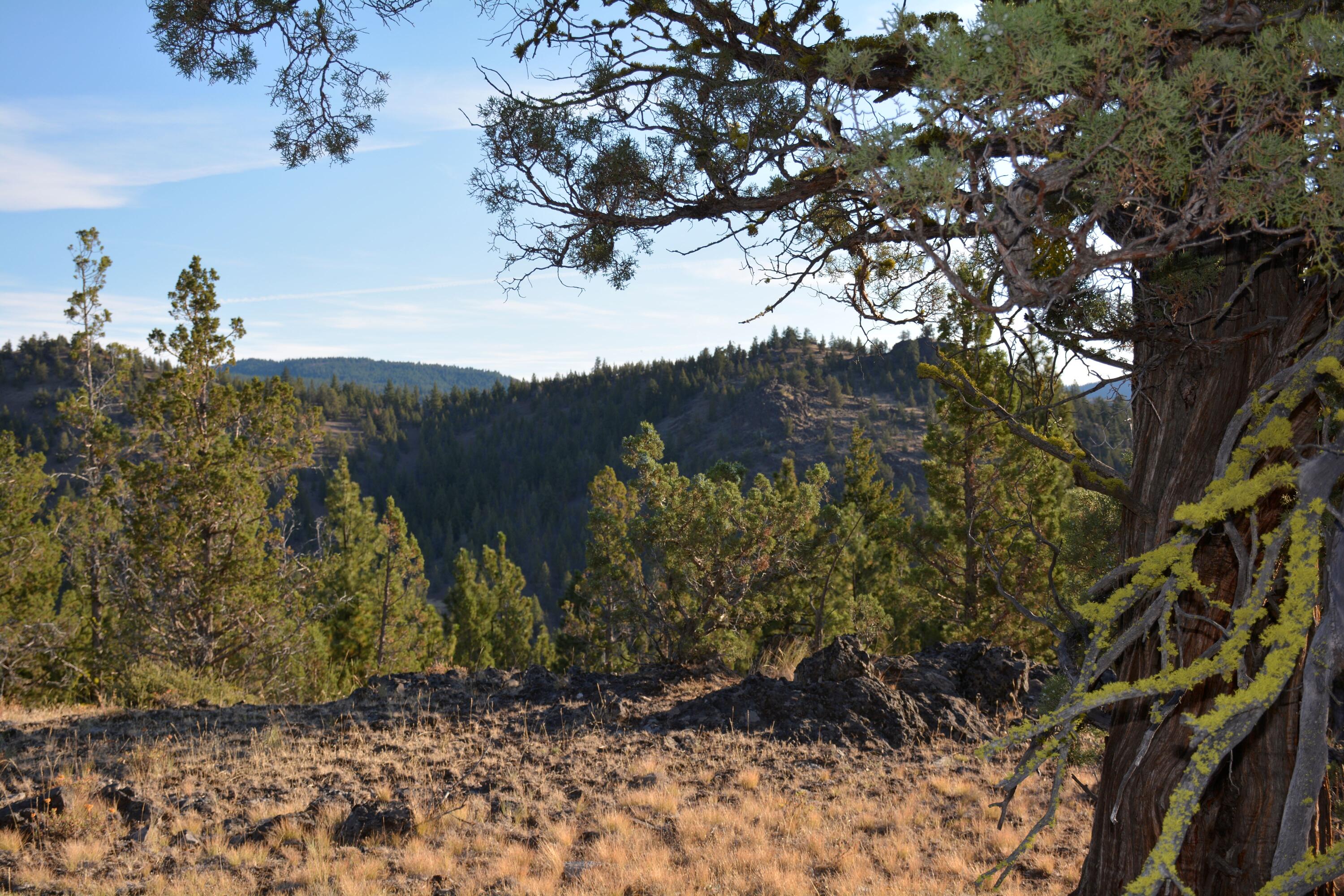 Tbd Lofton Creek Road Prineville, OR 97754 - Photo 6 of 9 362 2 mls