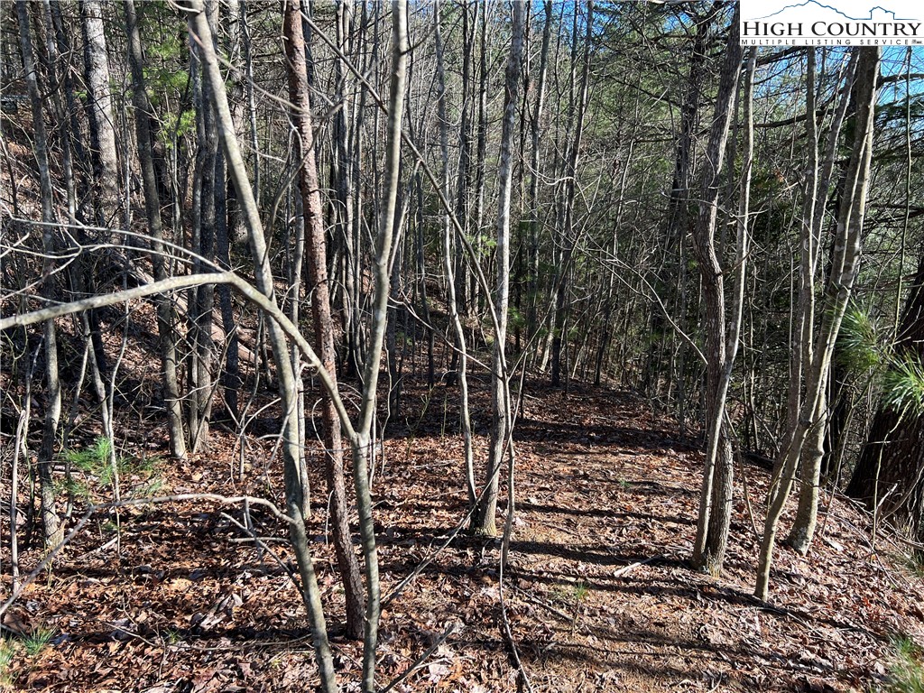 Lot 85 Woodpecker Road Purlear, NC 28665 - Photo 5 of 26 a view of a yard with plants and large trees