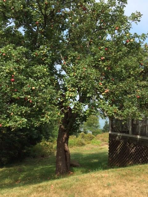 929 North Haven Road Vinalhaven, ME 04863 - Photo 24 of 35 Photo
