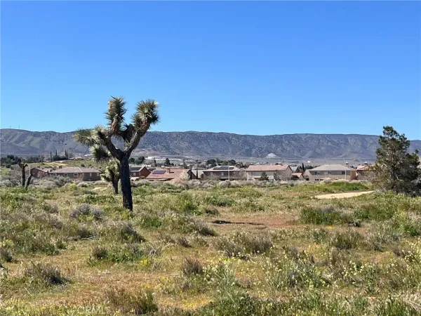 a view of dirt field with trees