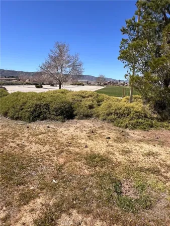 a view of a large tree with a field in the background