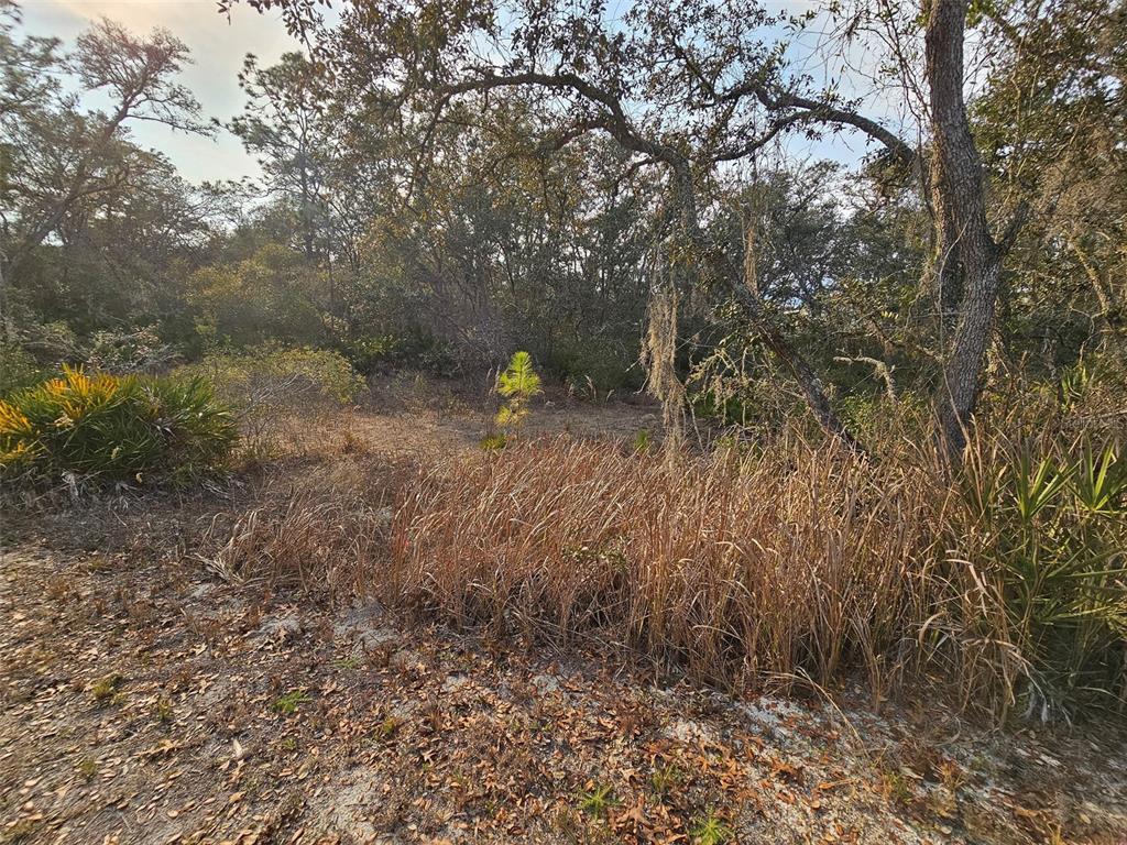 34310 Manuel Street Webster, FL 33597 - Photo 11 of 16