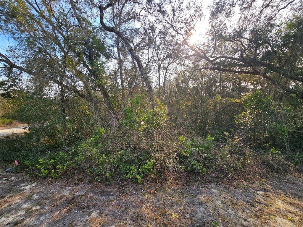 34310 Manuel Street Webster, FL 33597 - Photo 5 of 16