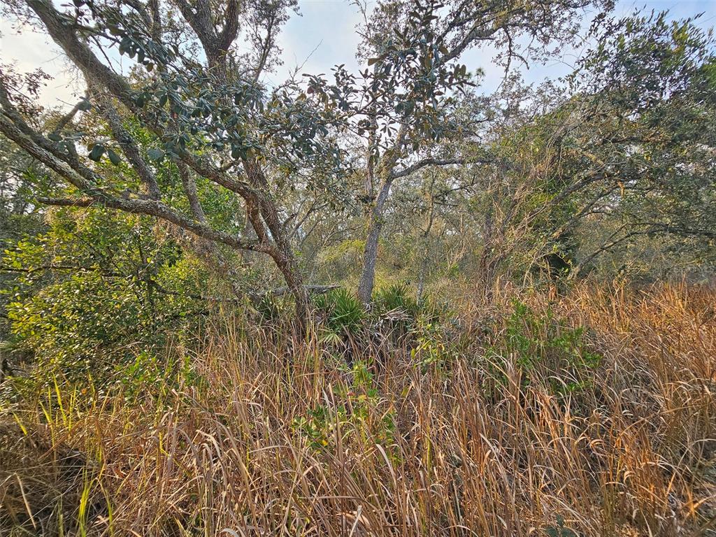 34310 Manuel Street Webster, FL 33597 - Photo 10 of 16