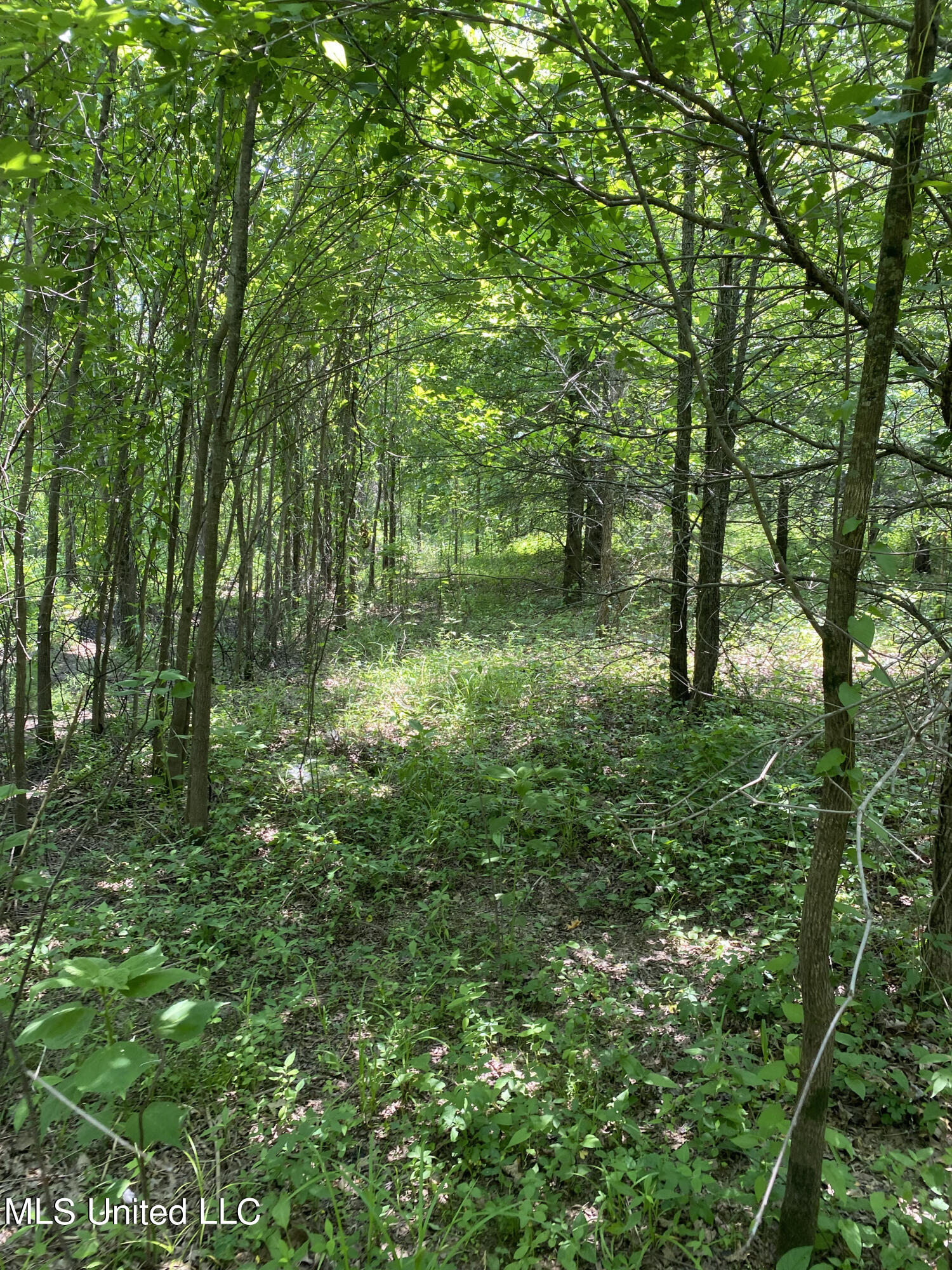 Grassy Lake Road Road Charleston, MS 38921 - Photo 1 of 1 IMG_4959