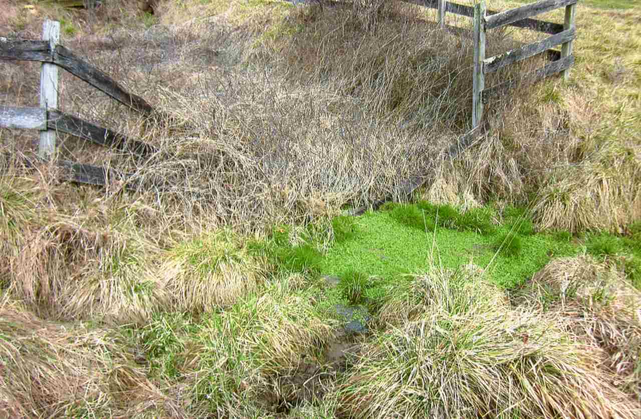 258 Red Hill Road Fairfield, VA 24435 - Photo 44 of 47 a view of a garden