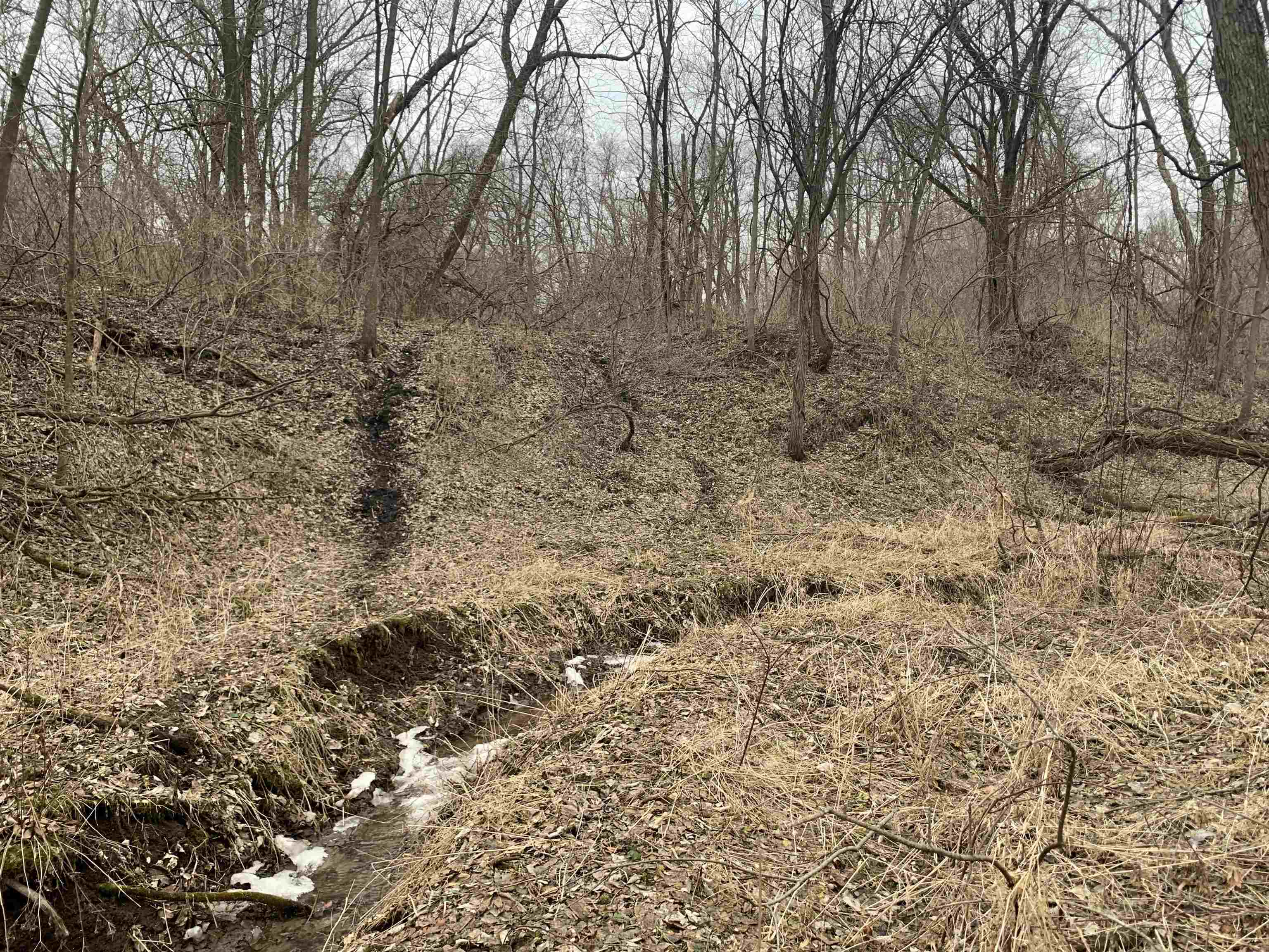 Tbd South Ashby Road Savanna, IL 61074 - Photo 7 of 18 a view of a yard with trees