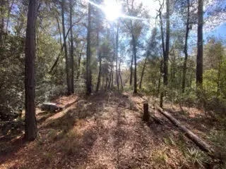 a view of backyard with wooden fence and large trees