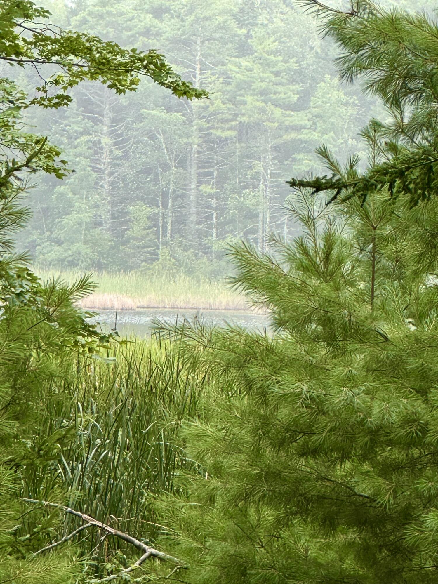 Lot 0 Long Point Road Harpswell, ME 04079 - Photo 9 of 12 IMG_0677